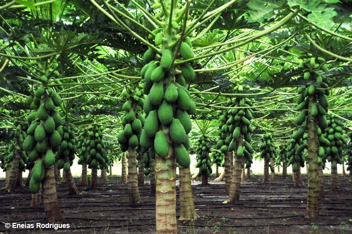 Cultivo de mamão