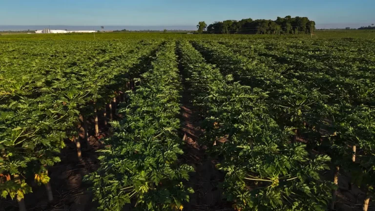 Cultivo sustentável de mamão